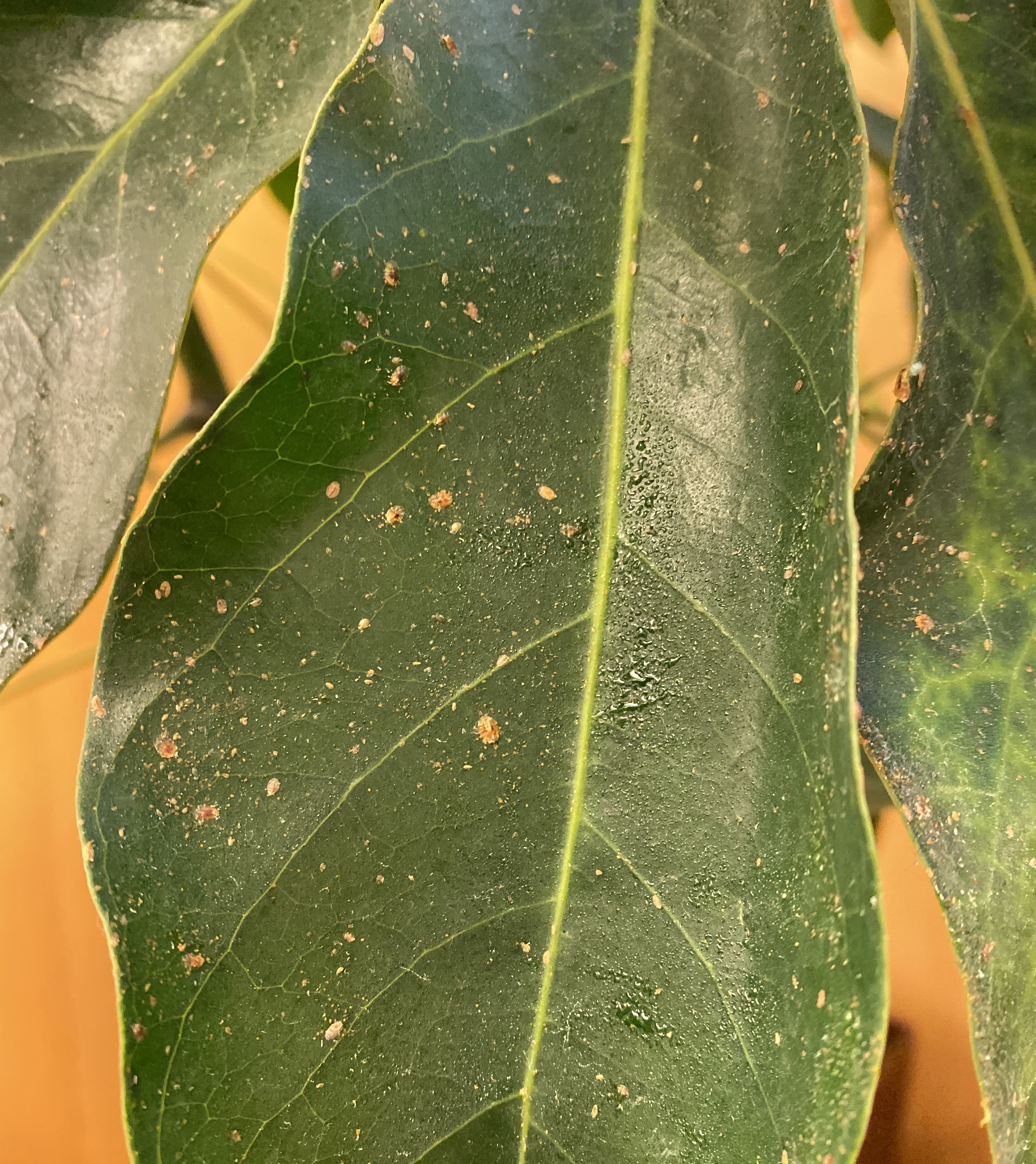 schefflera leaflet